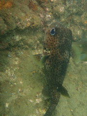 Diodon hystrix
