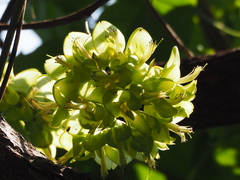 Mucuna gigantea