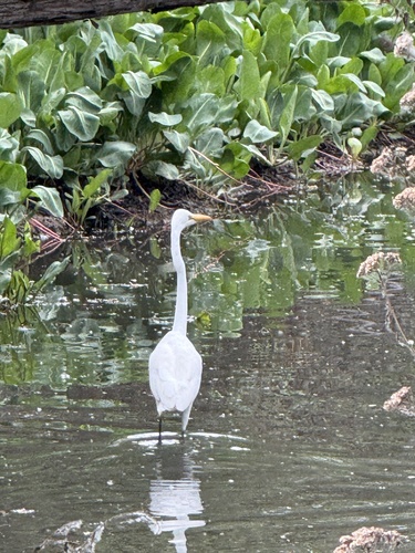 iNaturalist observation photo of Great Egret
