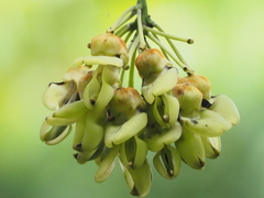 Mucuna gigantea