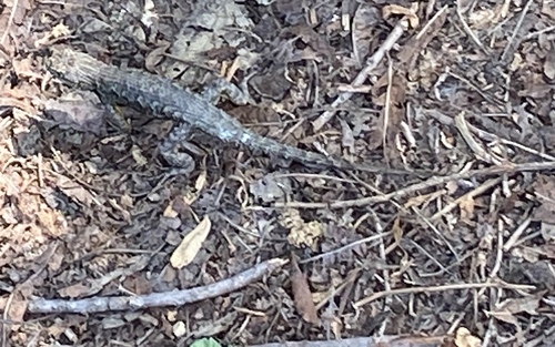 iNaturalist observation photo of Western Fence Lizard