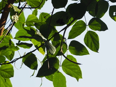 Mucuna gigantea