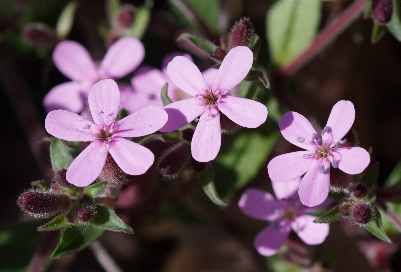 Saponaria ocymoides