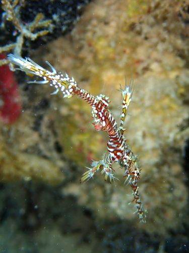 Solenostomus paradoxus