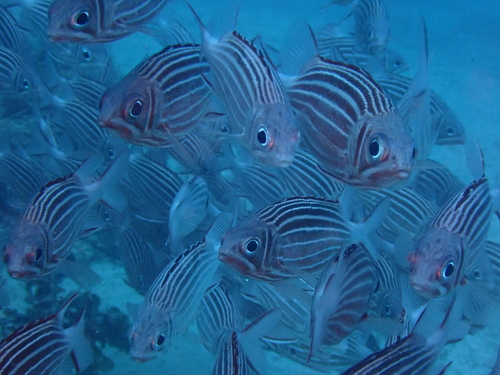 Sargocentron diadema