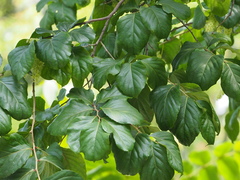 Homalium cochinchinense