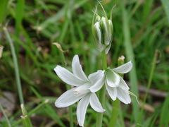 Ornithogalum nutans