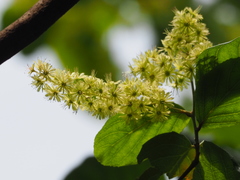 Homalium cochinchinense