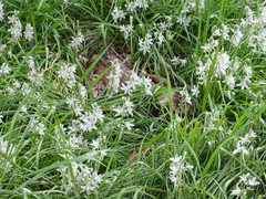 Ornithogalum nutans