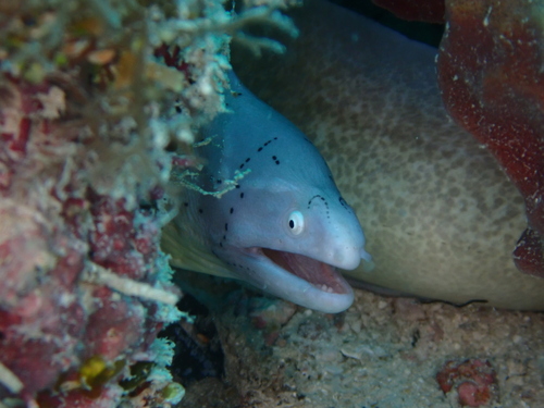 Gymnothorax griseus