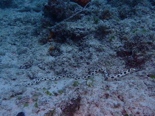 Myrichthys maculosus