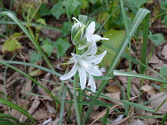 Ornithogalum nutans