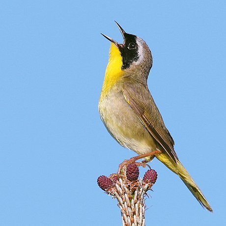 Common Yellowthroat (Birds of Wind Cave National Park) · iNaturalist