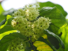 Homalium cochinchinense