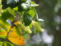 Homalium cochinchinense