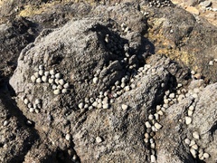 Littorina brevicula