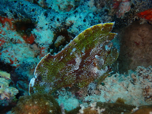 Taenianotus triacanthus