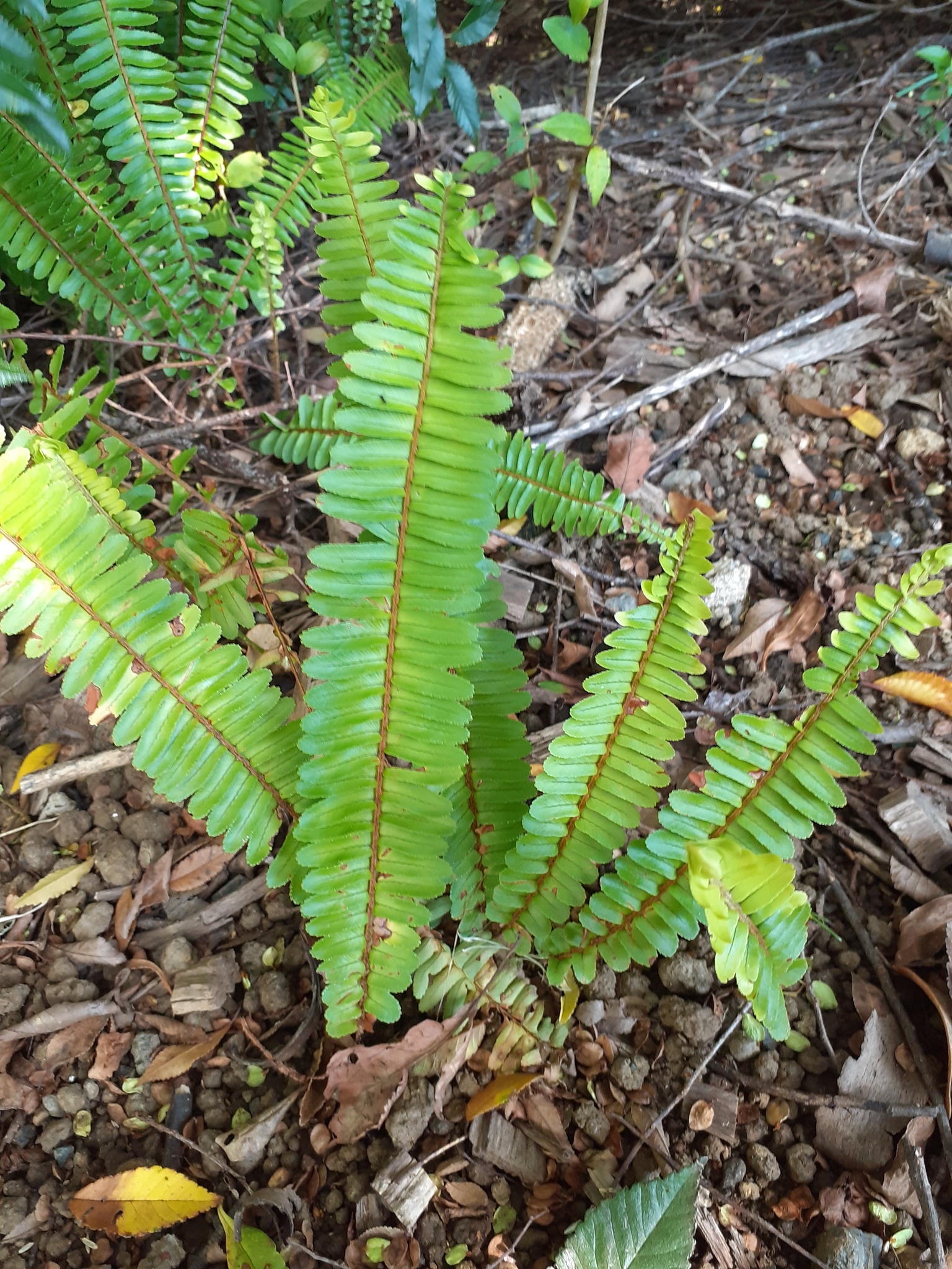 Narrow Swordfern (Nephrolepis cordifolia)
