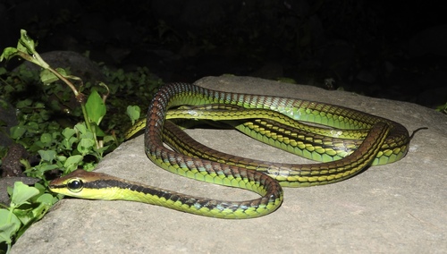 Elegant Bronzeback, Dendrelaphis formosus
