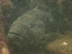 Epinephelus coioides