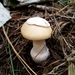 Amanita gemmata exannulata - Photo no rights reserved, uploaded by Ronel Ellis