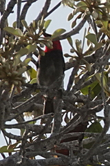 Myzomela erythrocephala
