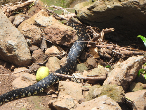 Giant Madagascan Hognose Snake