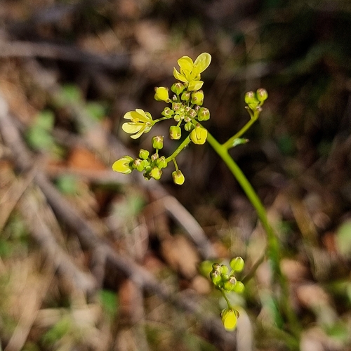 Common Buckler-mustard (Biscutella laevigata)