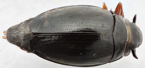 Gyrinus analis