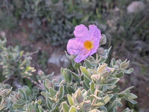 Avistamiento Cistus albidus