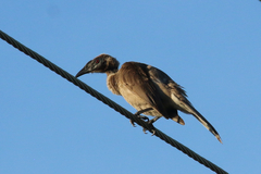 Philemon buceroides yorki