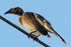 Philemon buceroides yorki