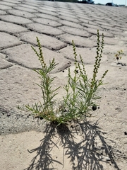 Reseda muricata