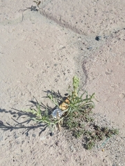 Reseda muricata