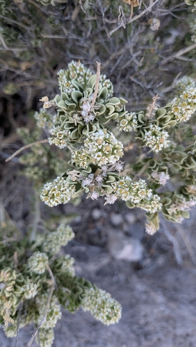Utah Mortonia (Mortonia utahensis)