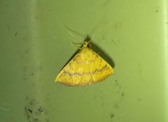 Raparna crocophara