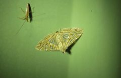 Glyphodes multilinealis