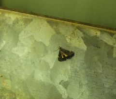 Heliothela ophideresana