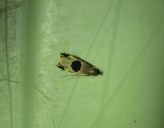 Helcystogramma hibisci