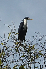 Egretta picata