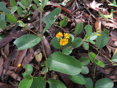 Podolobium scandens
