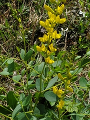 Baptisia sphaerocarpa
