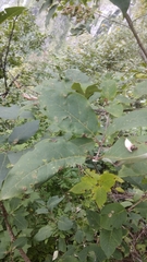 Syringa emodi