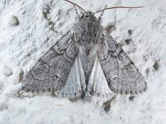 Acronicta tota