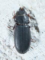 Tenebroides americanus