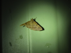 Hypospila dochmotoma