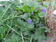 Viola odorata
