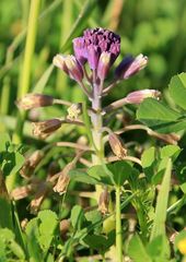 Bellevalia kurdistanica