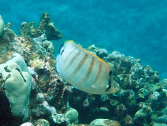 Chaetodon multicinctus