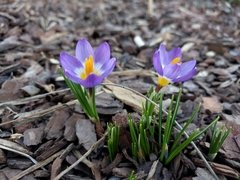 Crocus sublimis